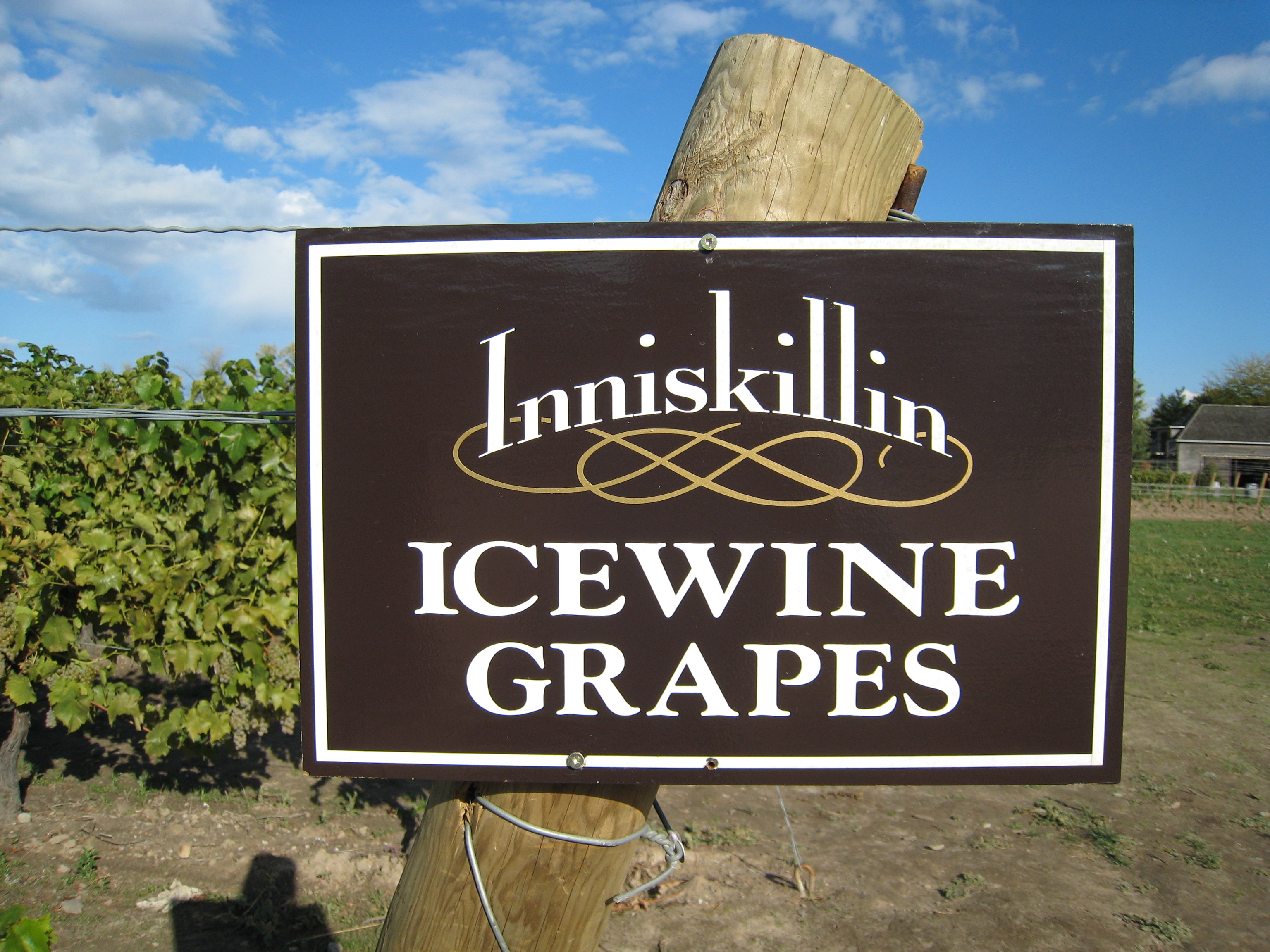 viñedos de la bodega Inniskillin